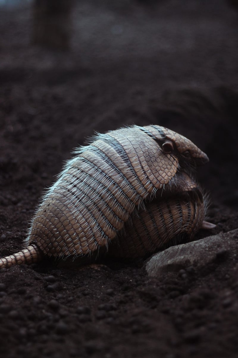 Pink Fairy Armadillo