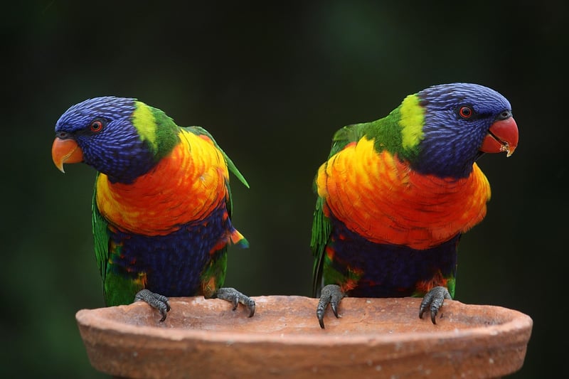 Resplendent Quetzal