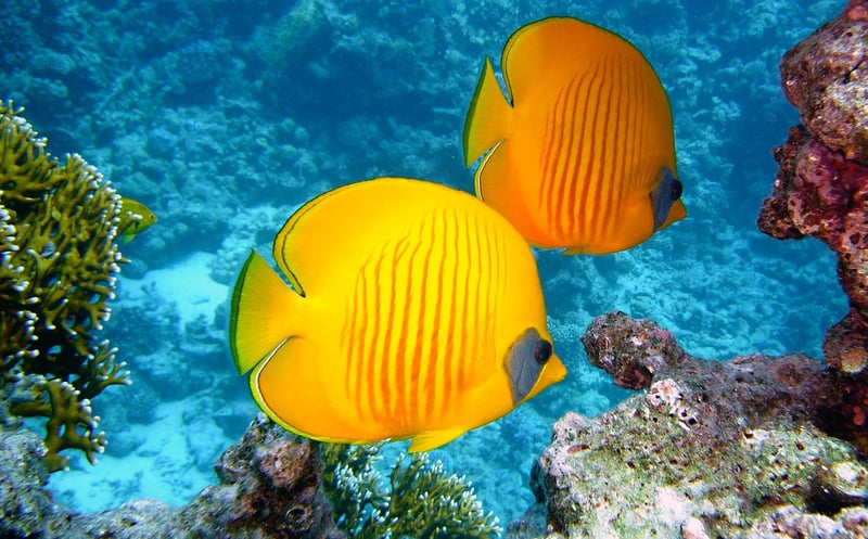 Coral Palace